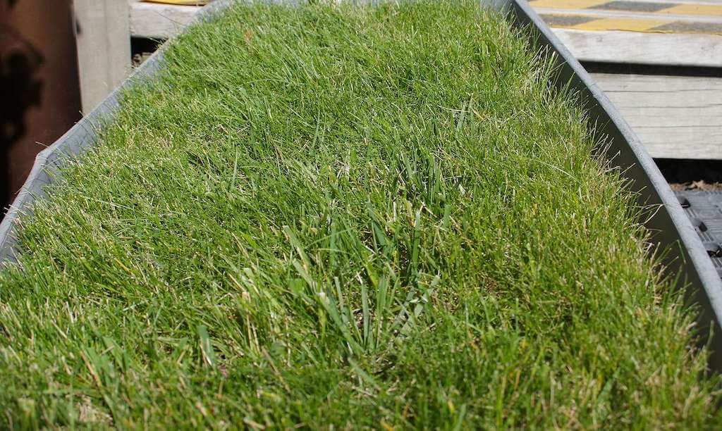 Grass Seed – Masterton Branch